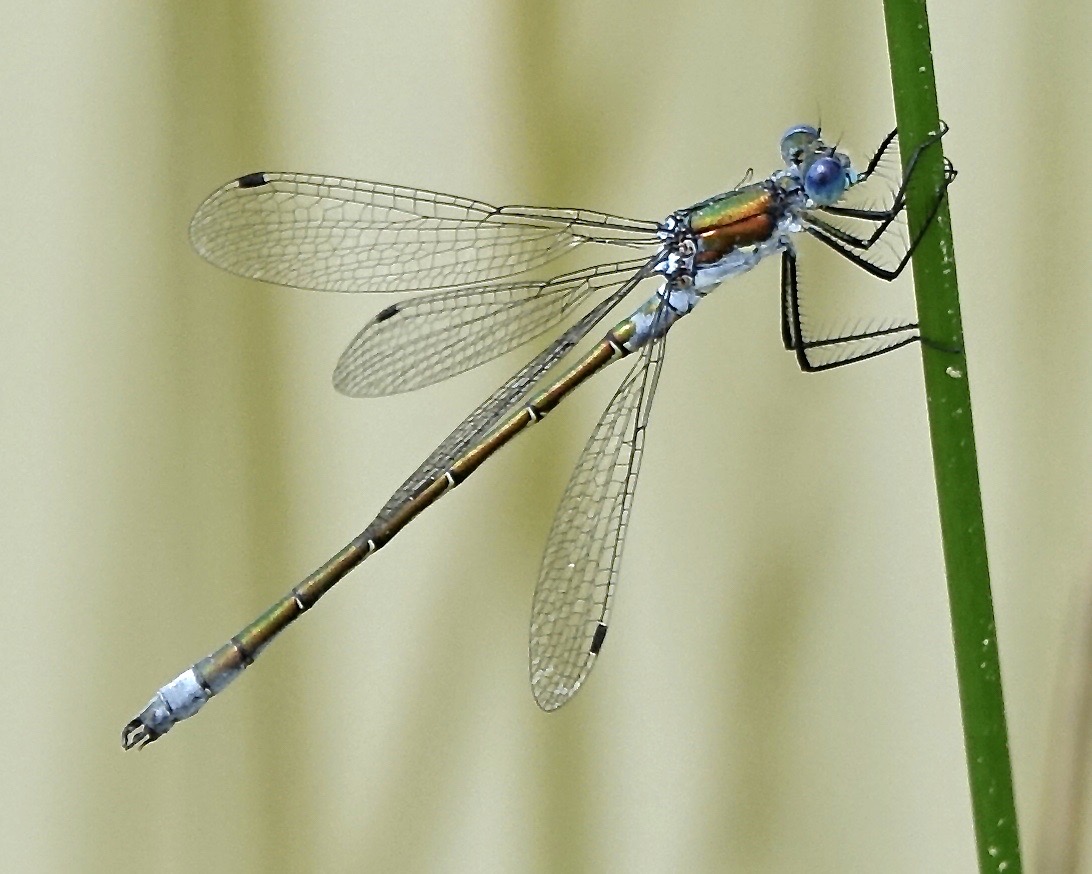 scarce emerald damselfly